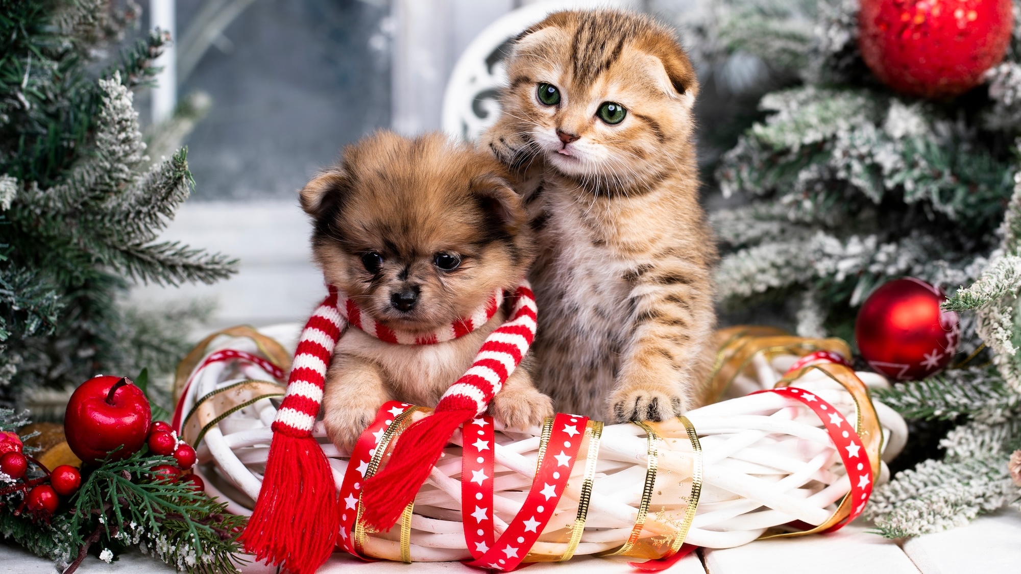 spa-lyon-marche-noel