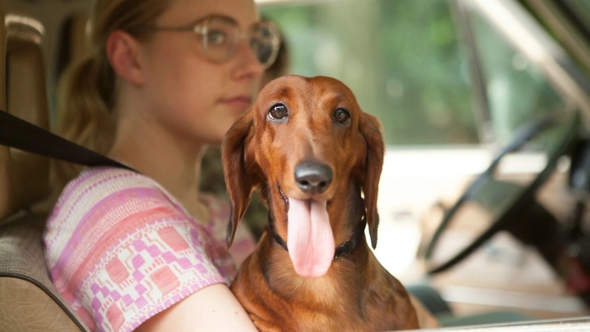 Why has the dachshund become so popular in Paris? | Le Bonbon