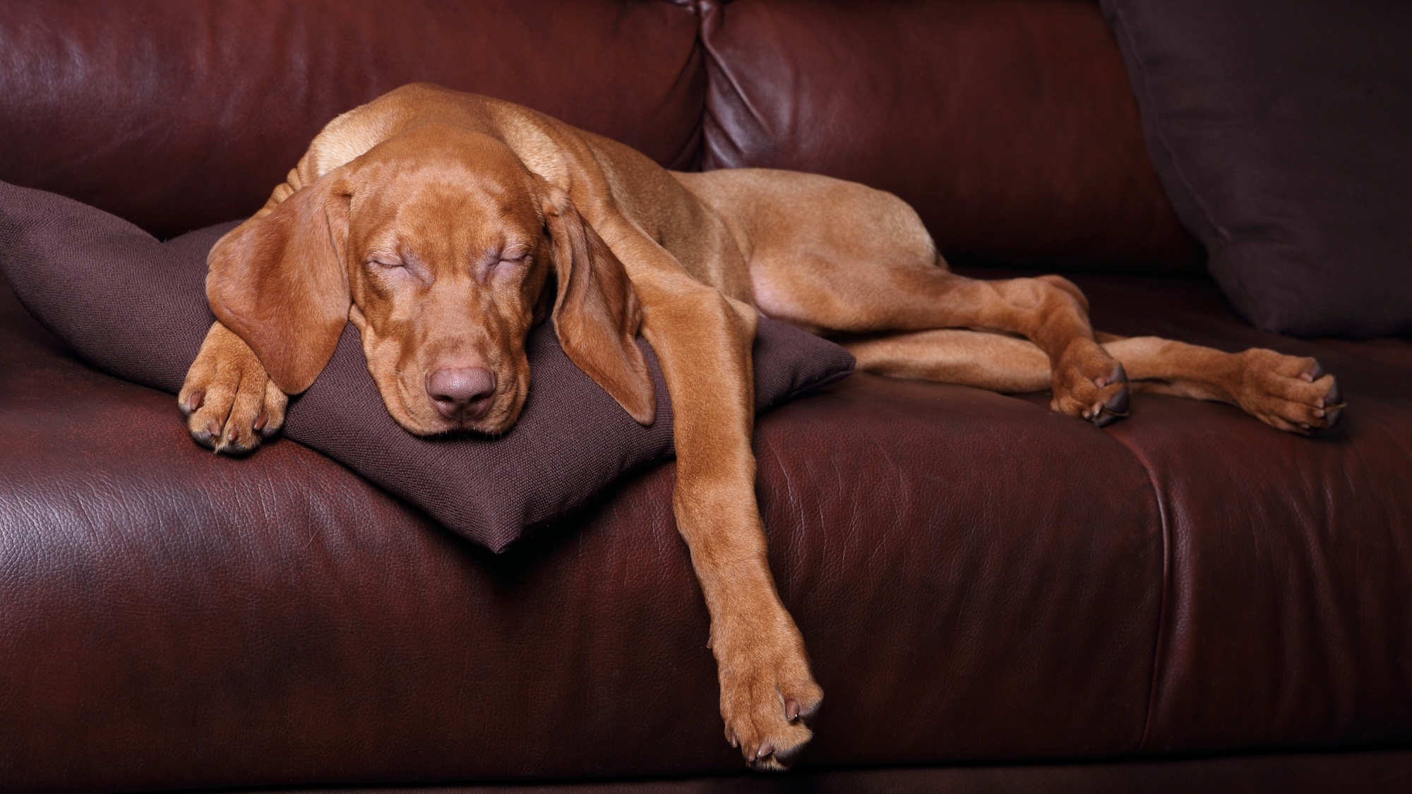 shutterstock-357782135