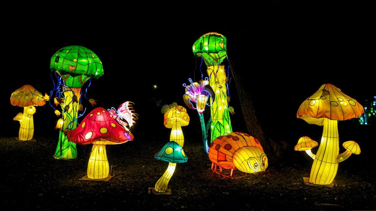 Une Magnifique For t De Lanternes Lumineuses D barque 2h De Nice Le une-magnifique-for-t-de-lanternes-lumineuses-d-barque-2h-de-nice-le