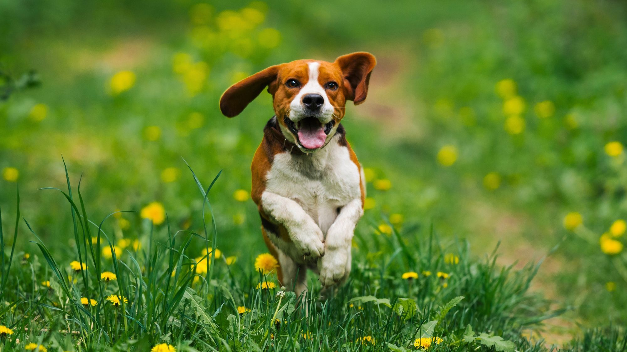 comme-des-woofs-festival-chiens-strasbourg