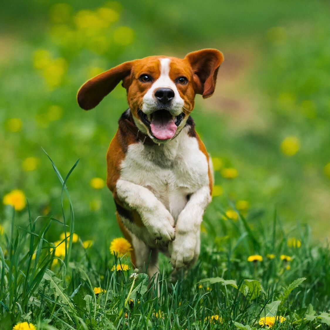comme-des-woofs-festival-chiens-strasbourg