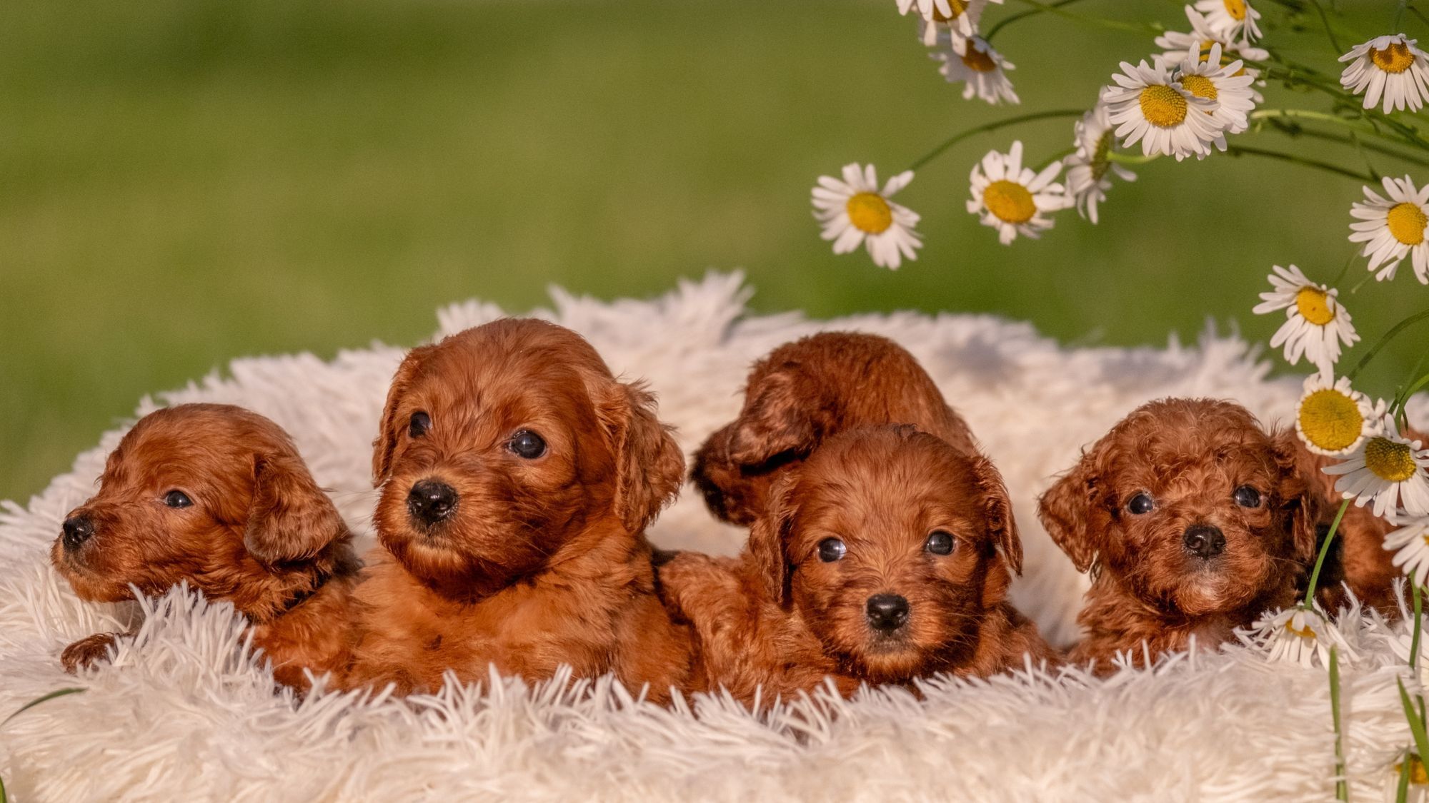 salon-du-chiot-toulouse