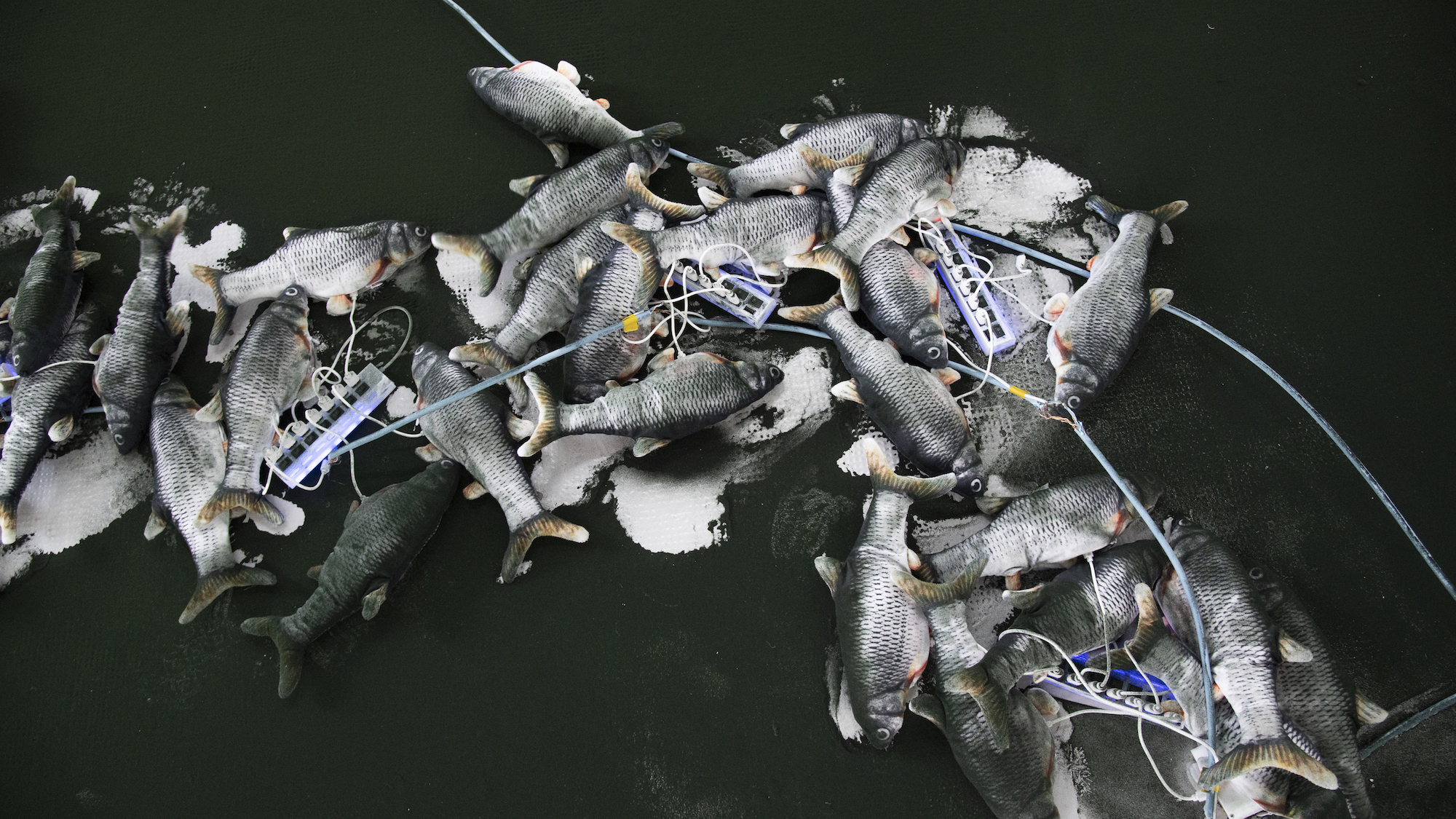 <i>Voir la mer</i> : une déclaration d’amour à l'océan au MAIF Social Club carpes3