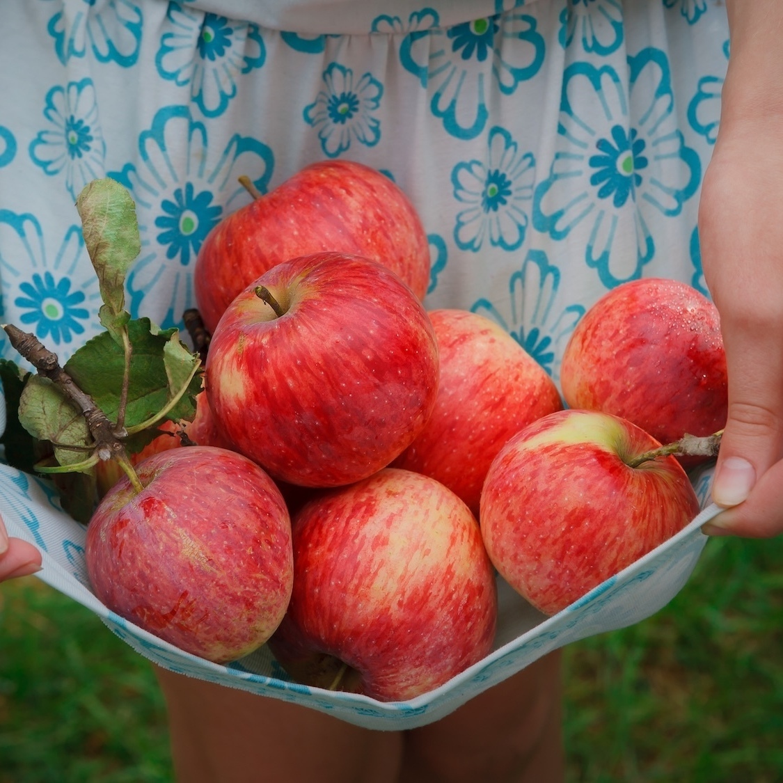 This interactive map shows you where to pick fruits for free in Lyon! falling-fruit-carte-interactive-ramasser-fruits-gr