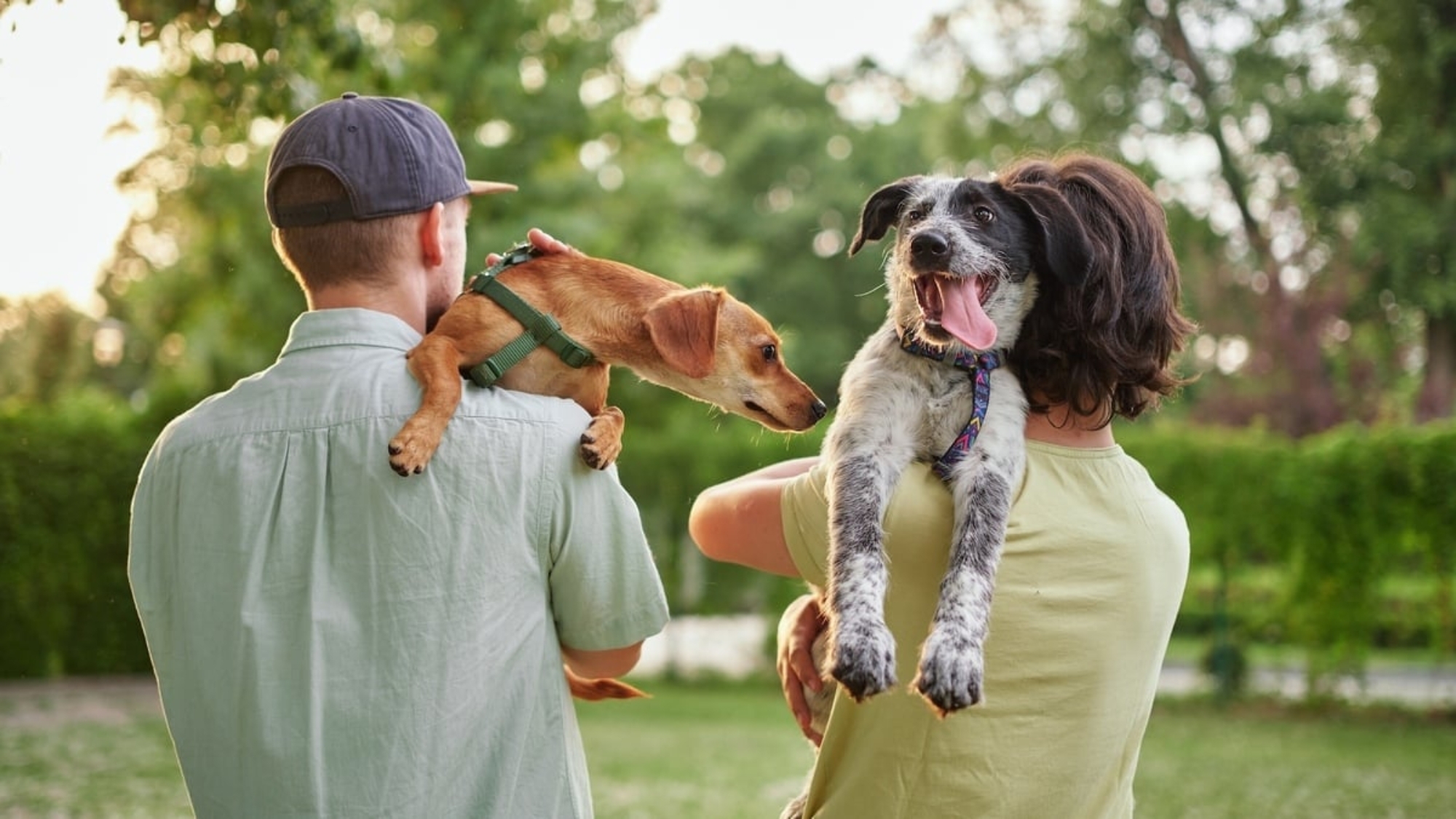 Refuge de Jouvence : l’adresse idéale près de Dijon pour adopter un chat ou un chien spa-dijon-adpoter-animaux