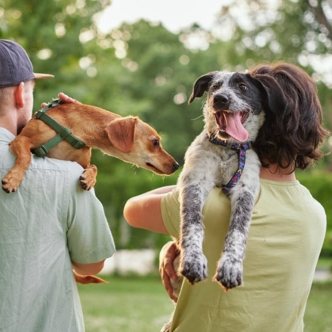 spa-dijon-adpoter-animaux