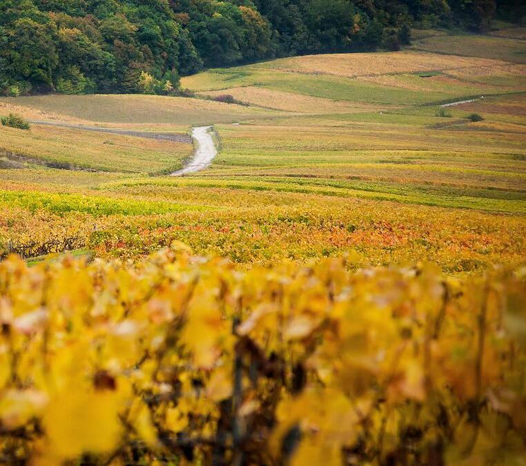 Top 6 des balades à faire en automne à moins d’1 h de Reims noname