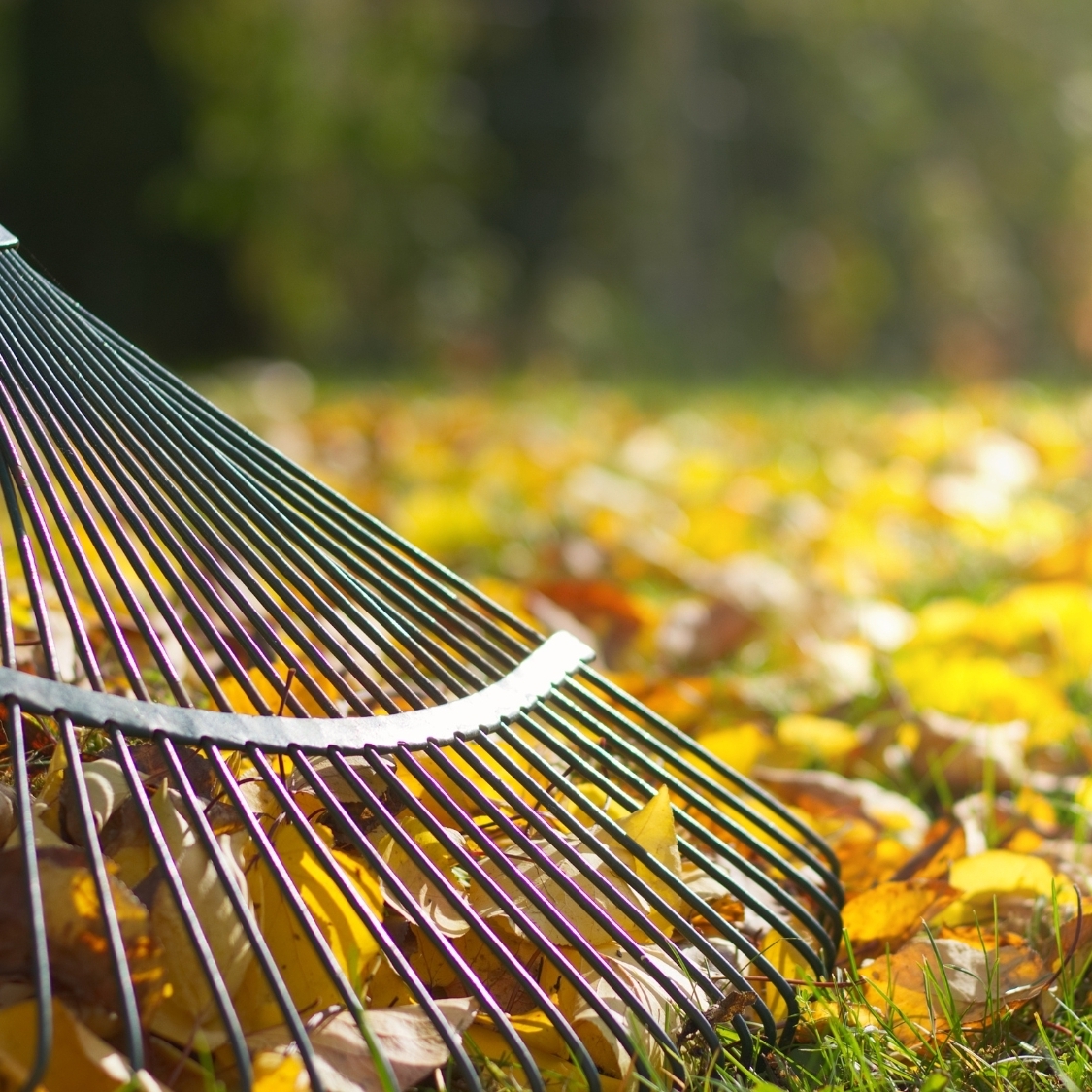 jardin-automne-dijon-1-