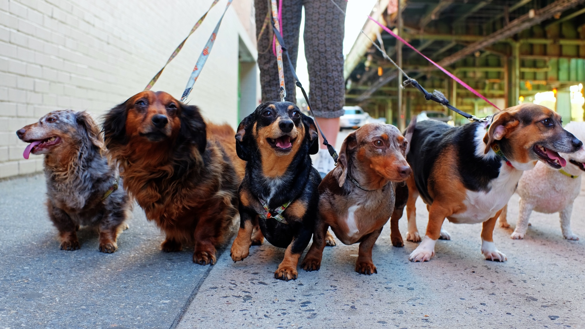 marche-teckels-akatz-shutterstock