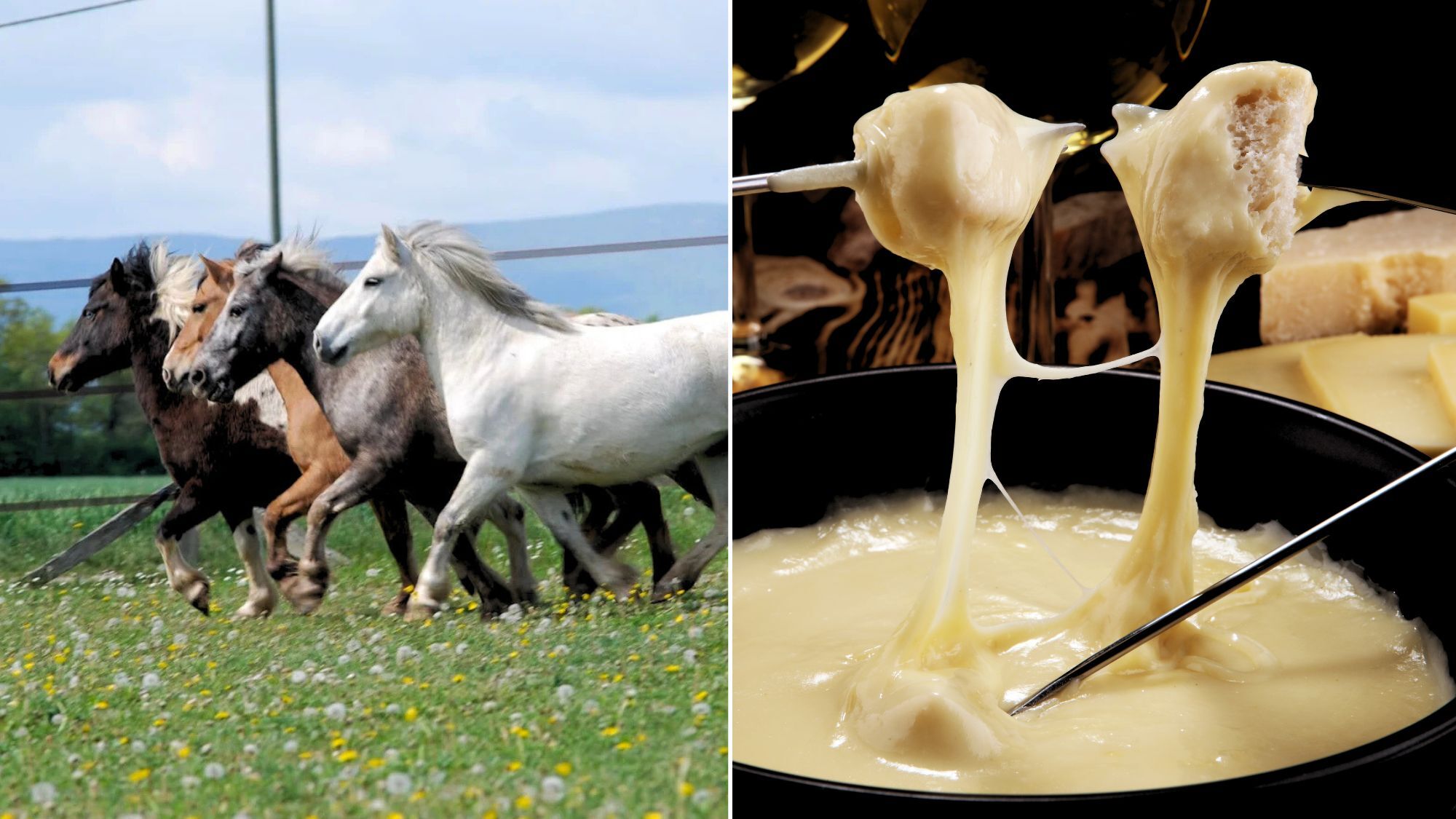 refuge-darwyn-chevaux-saloon-fondue