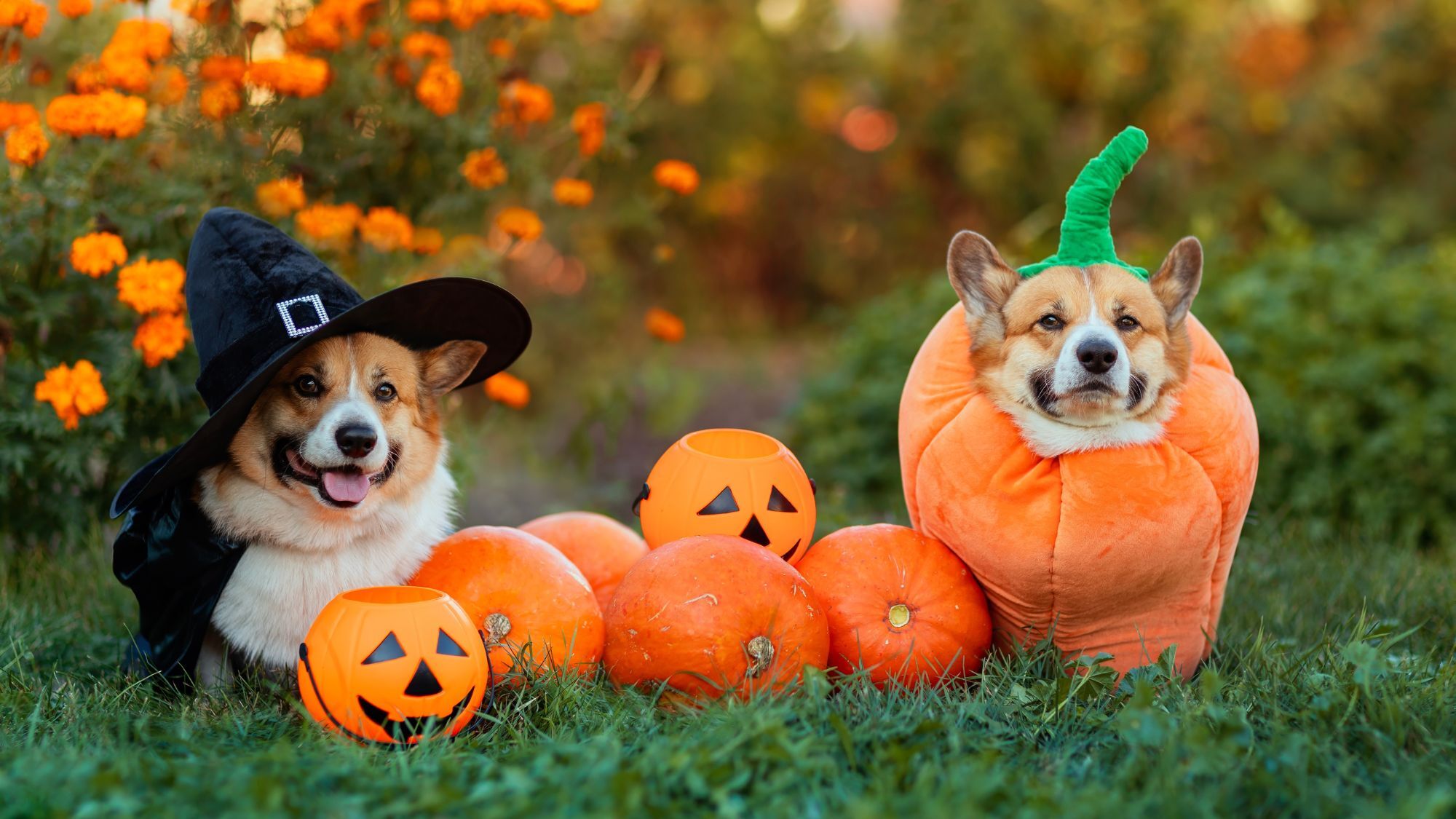 el-dia-de-los-nonos-montpellier