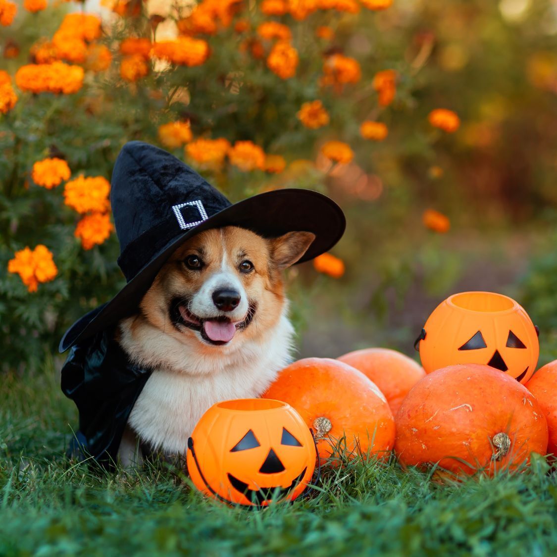 el-dia-de-los-nonos-montpellier