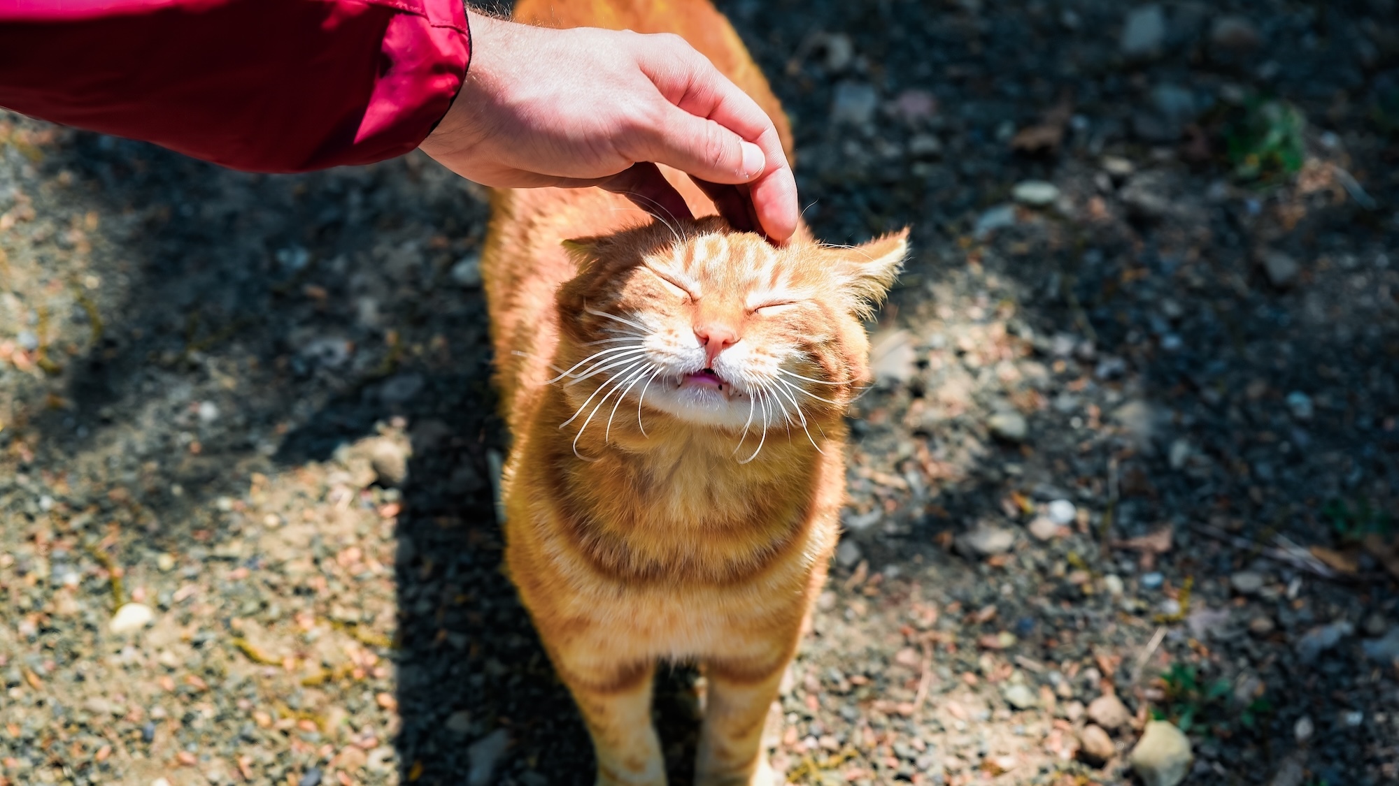 orphelichat-association-caresseurs-chats-nimes-mon