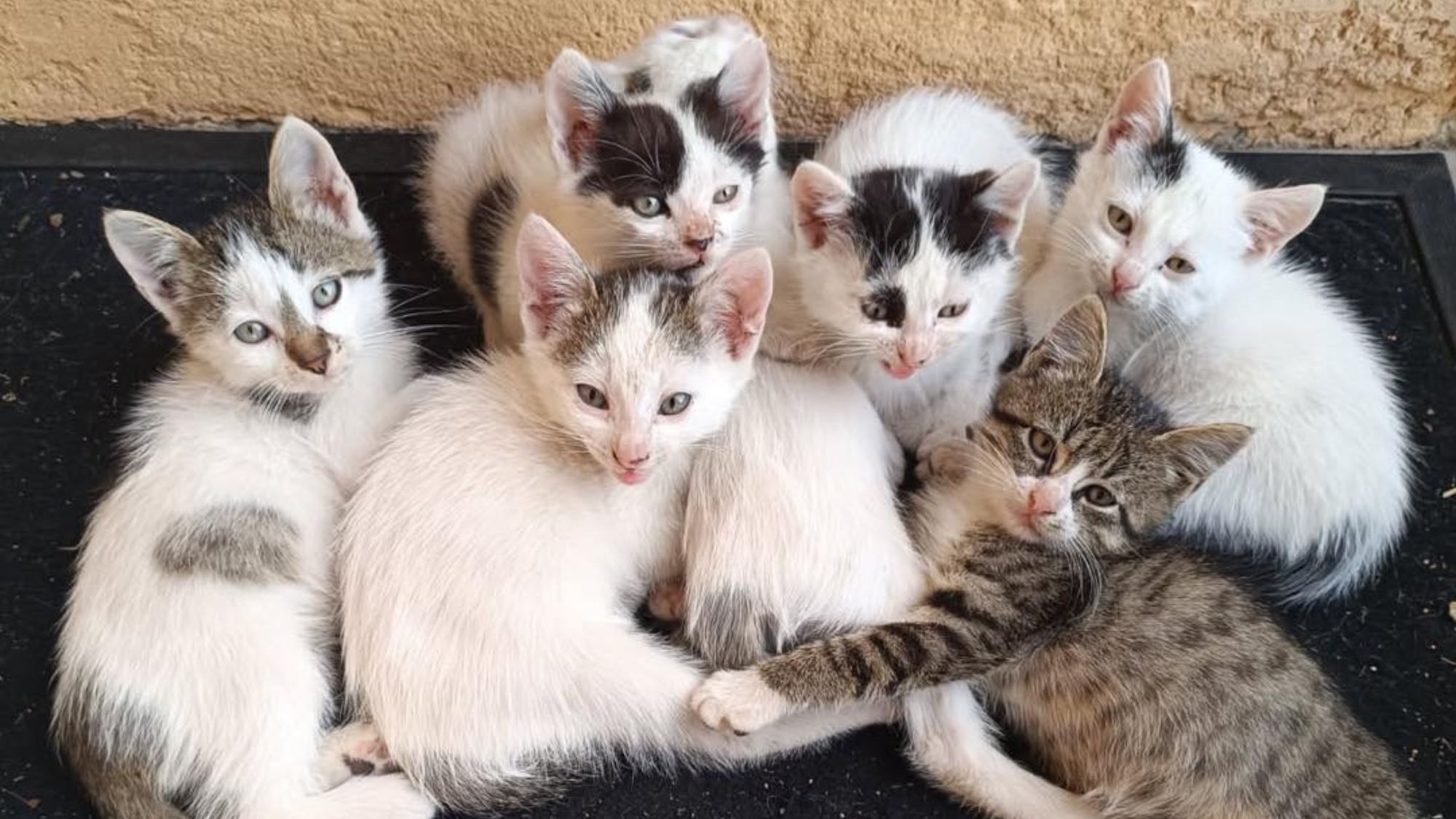 orphelichat-montpellier-nimes