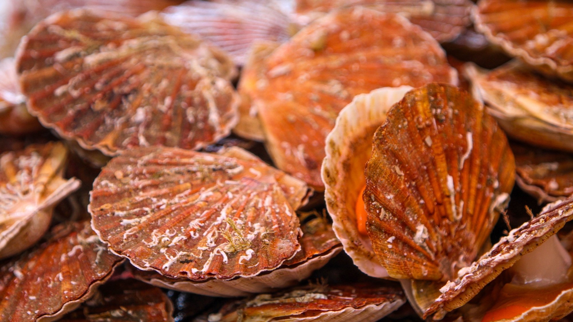 coquille-saint-jacques-degustation-gratuite-paris-