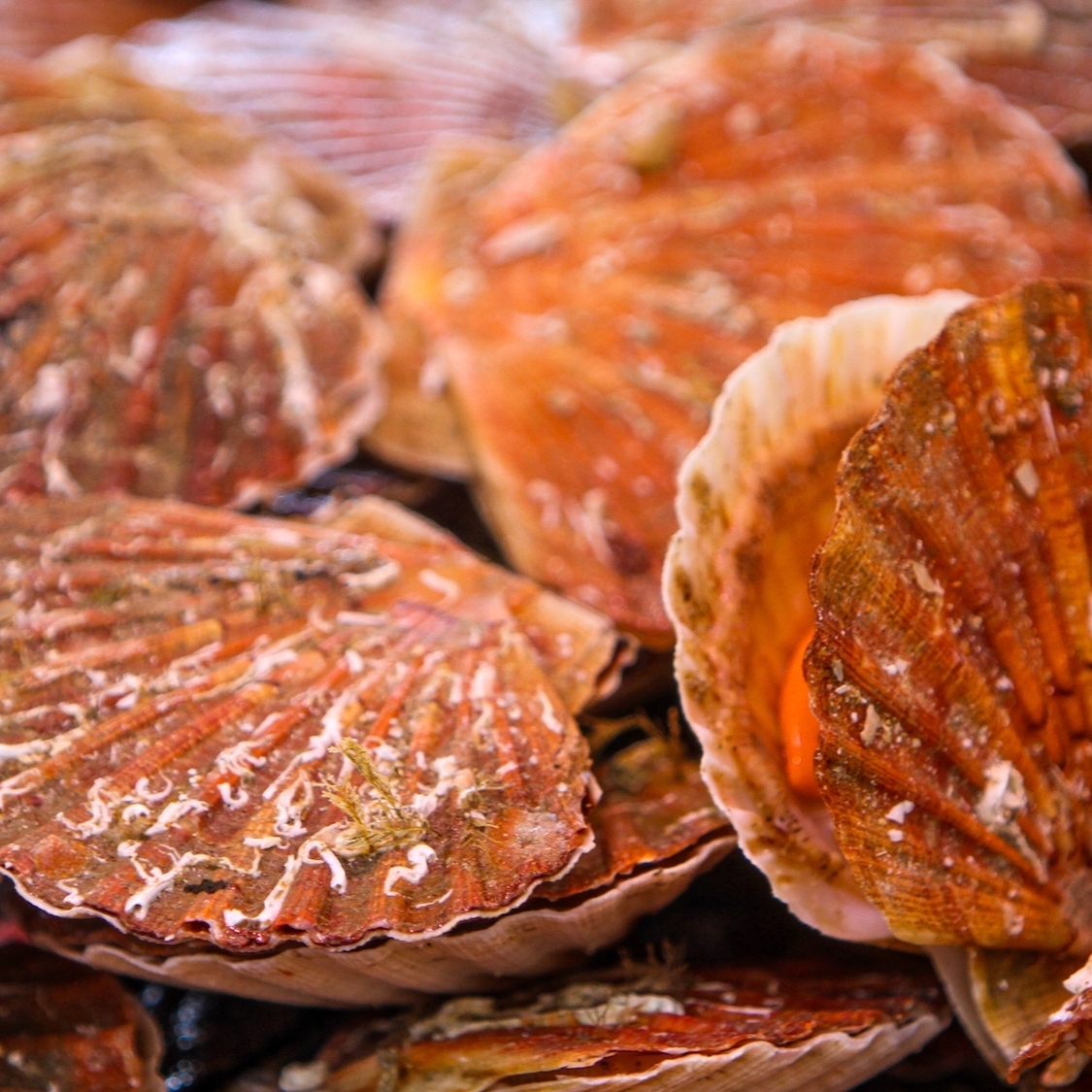 Free tastings of scallops in Paris this weekend! coquille-saint-jacques-degustation-gratuite-paris-