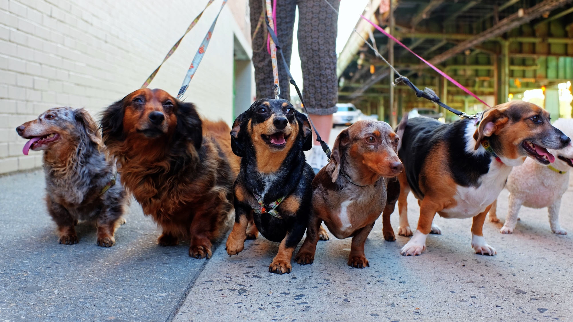 teckel-day-festival-teckels-lyon