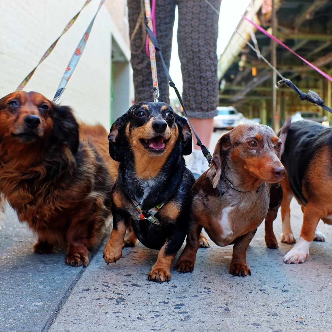An incredible festival dedicated to dachshunds is going to melt hearts in Lyon at the beginning of November! teckel-day-festival-teckels-lyon