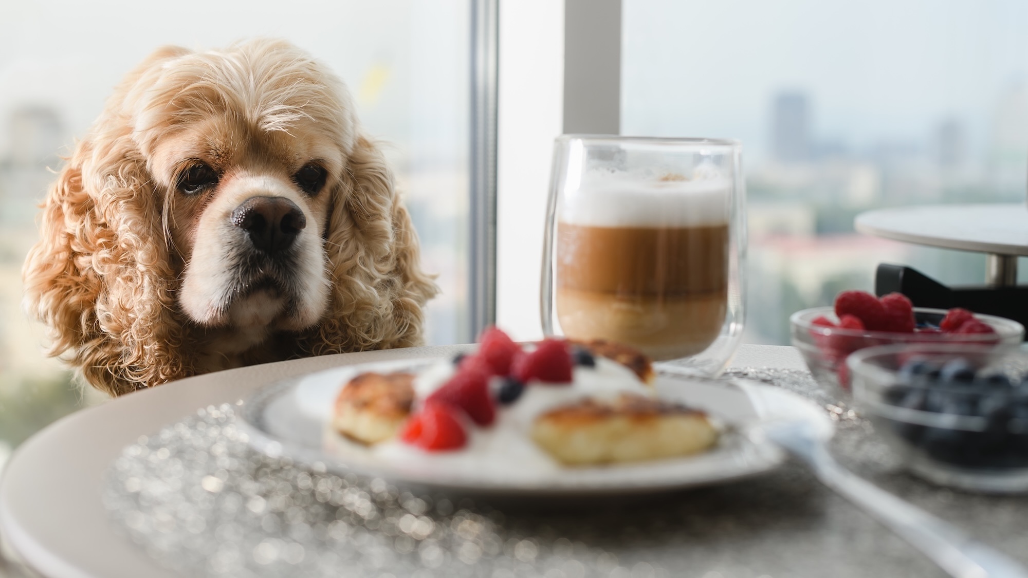 brunch-chiens-bordeaux