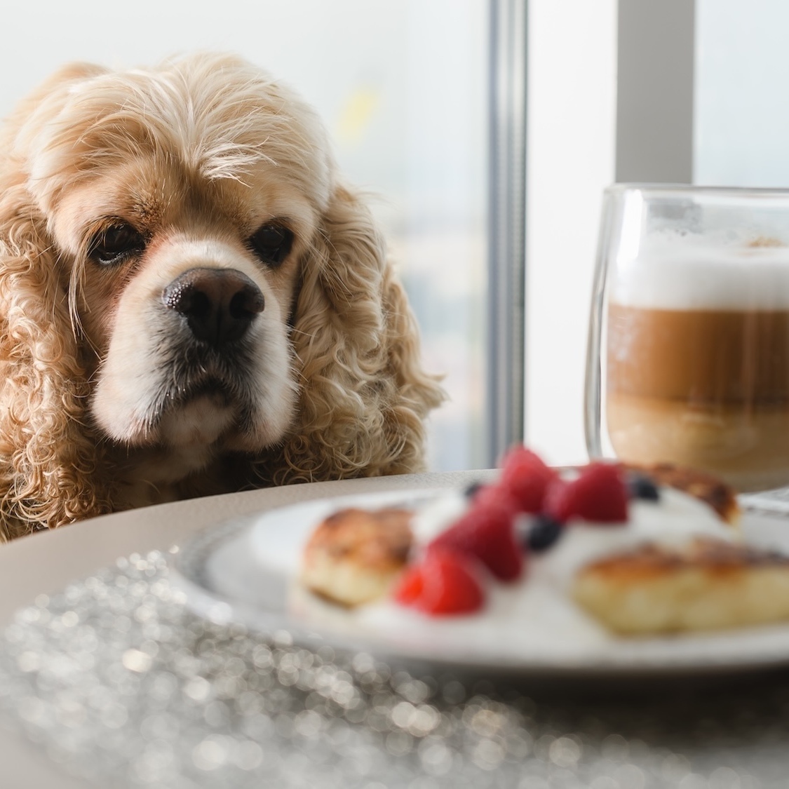 brunch-chiens-bordeaux