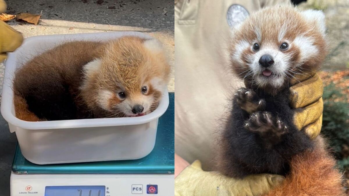 Des pandas roux nés à Paris pour la première fois en 12 ans ! | Le Bonbon