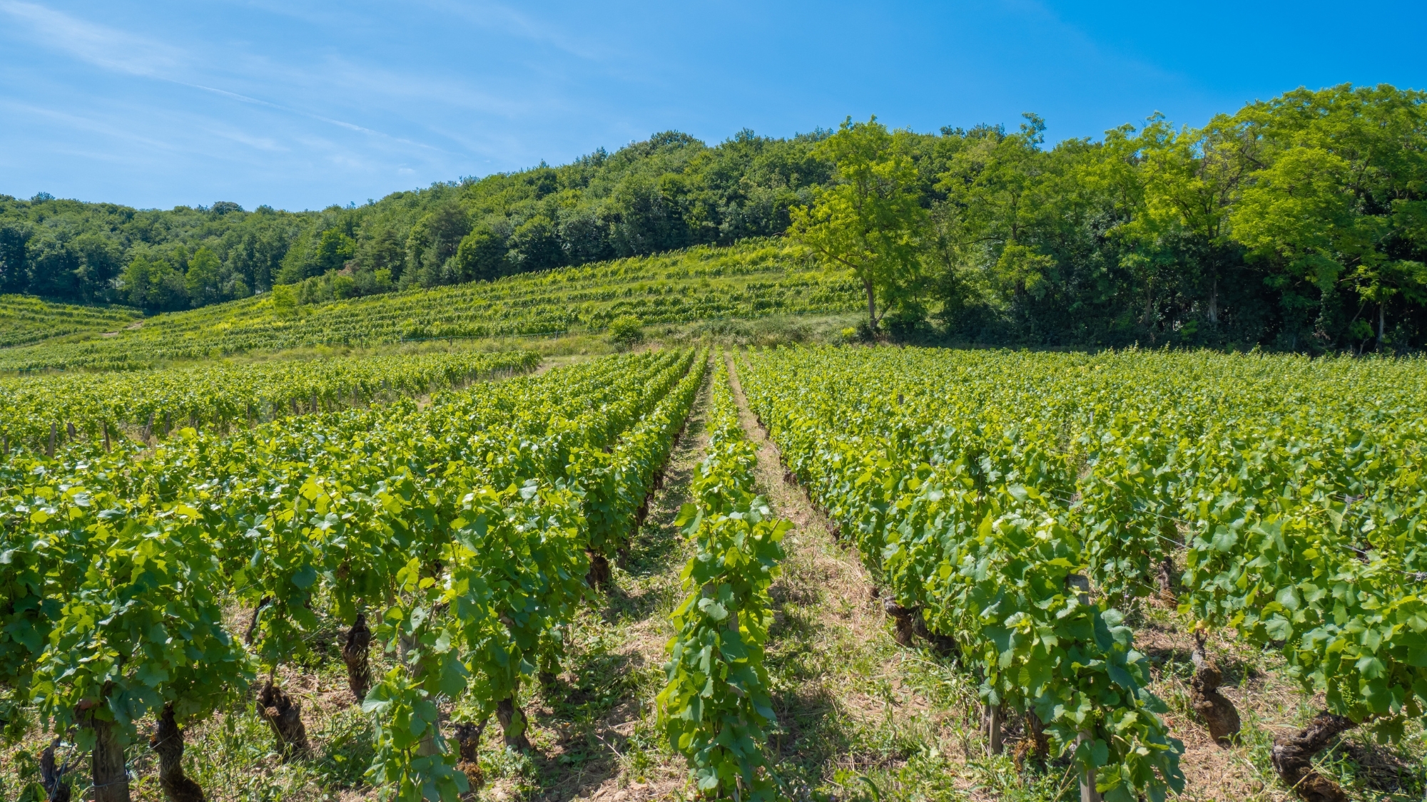 vendange-bourgogne-dijon