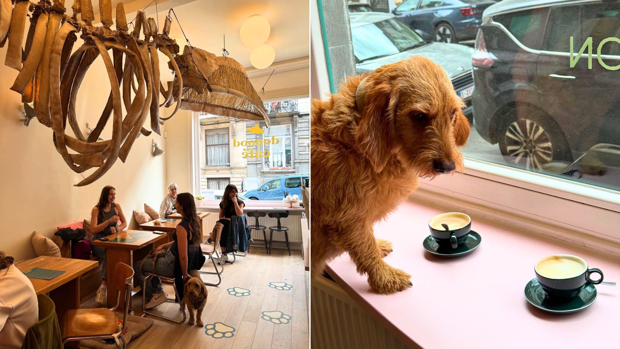 dogood-cafe-chiens-bruxelles