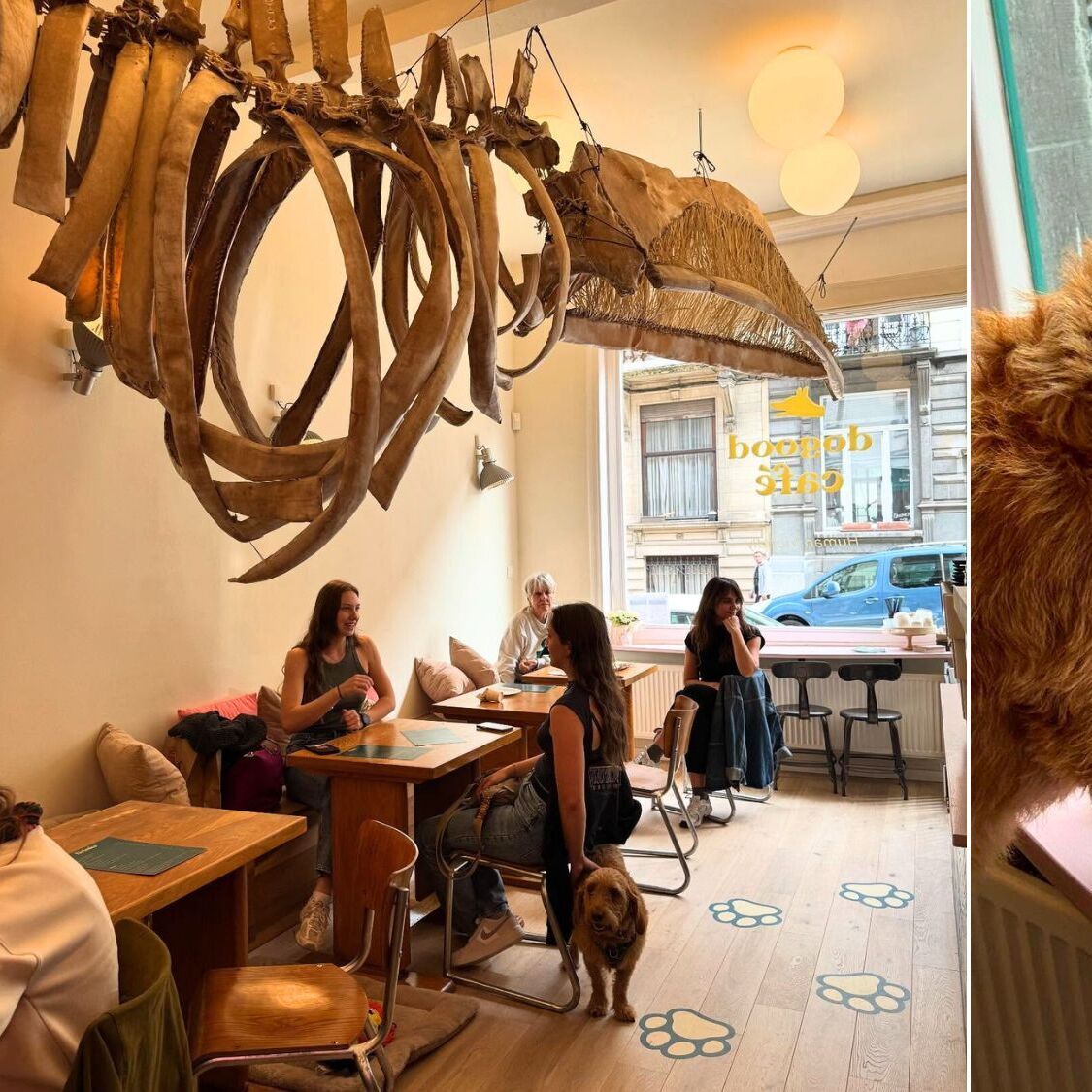 dogood-cafe-chiens-bruxelles