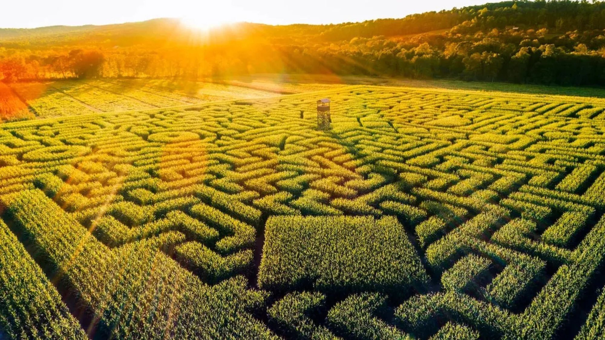 labyrinthe-domaine-launac-montpellier