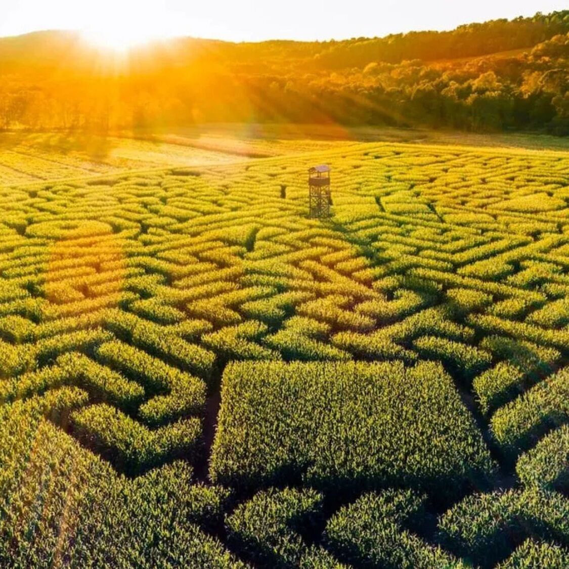 labyrinthe-domaine-launac-montpellier