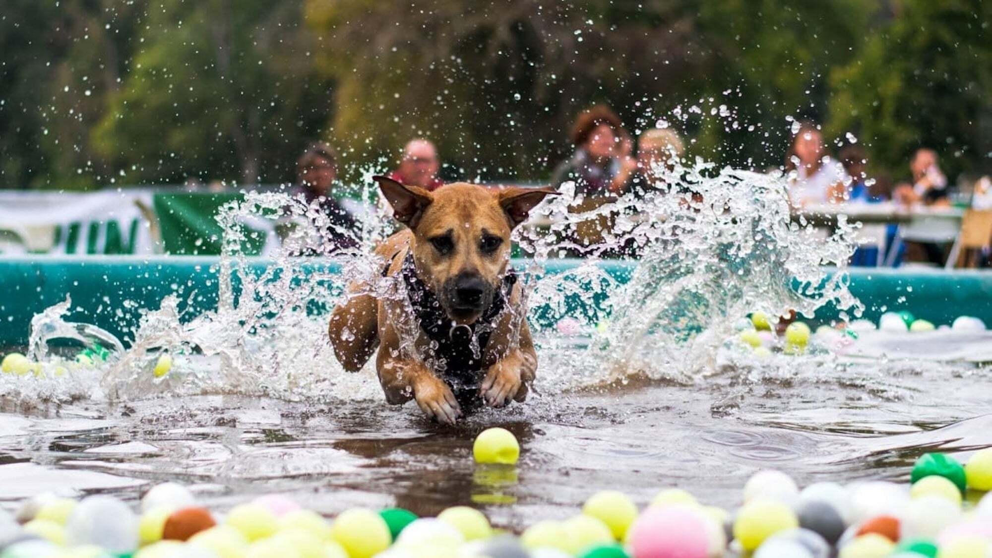 woofest-2025-paris-festival-chiens-le-bonbon-paris