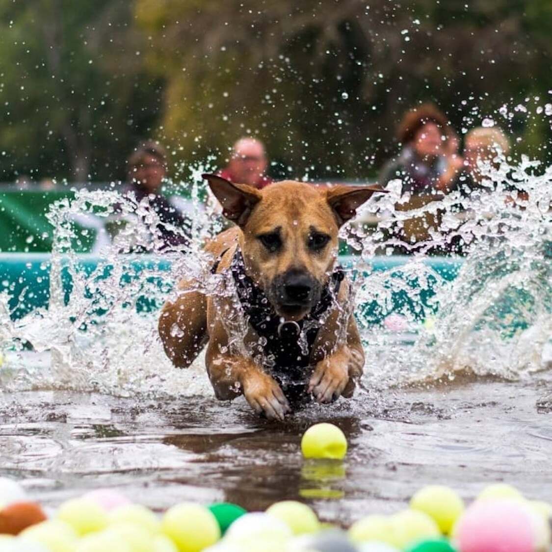 woofest-2025-paris-festival-chiens-le-bonbon-paris