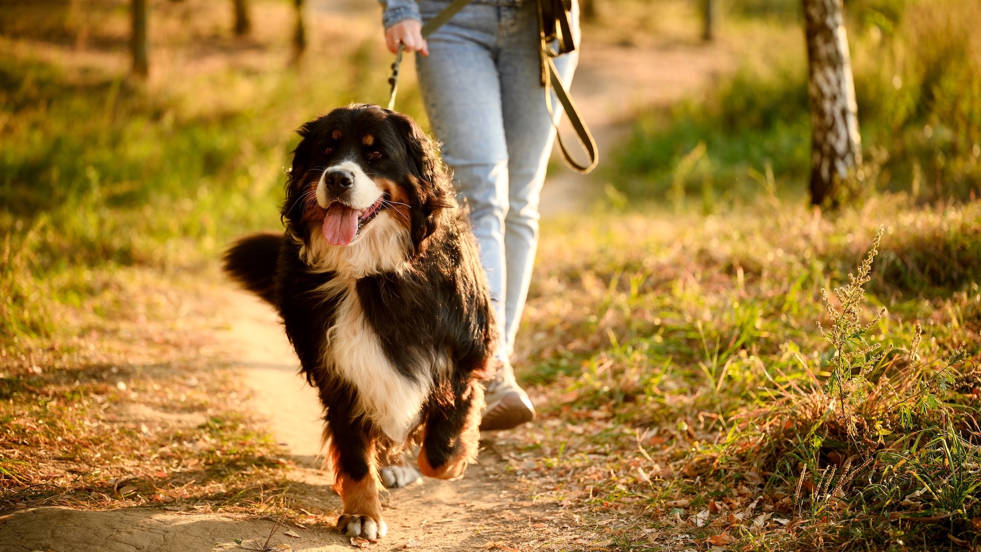 saint-didier-mont-dor-meilleurs-endroits-promener-
