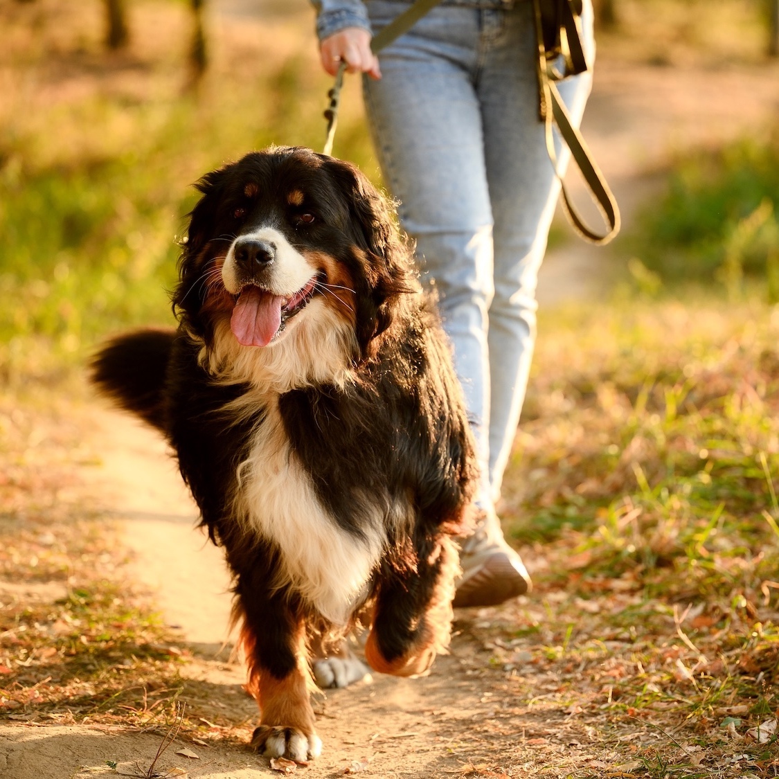 saint-didier-mont-dor-meilleurs-endroits-promener-