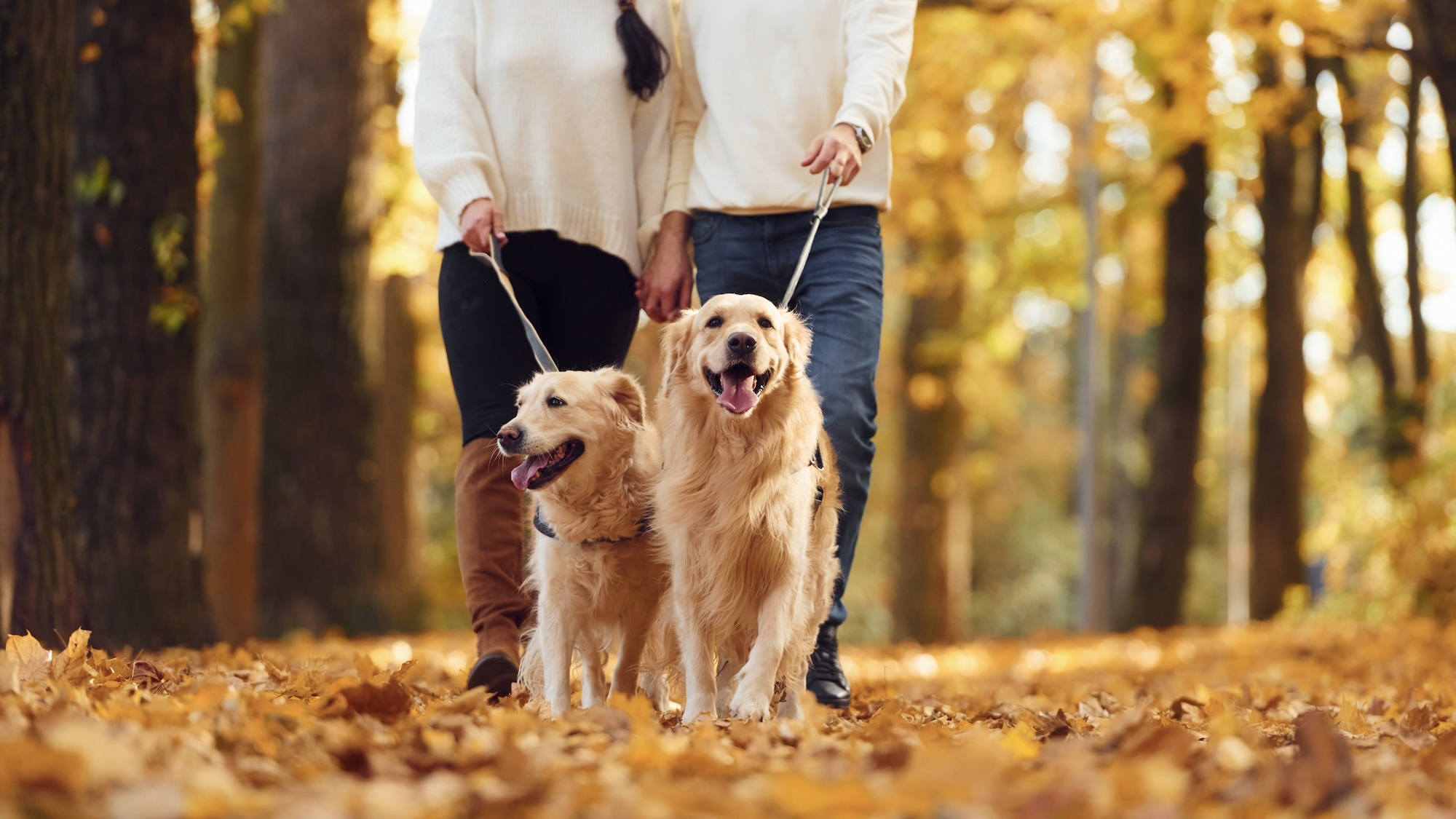 Cette commune aux portes de Lyon fait partie des meilleurs endroits de France où promener son chien shutterstock-2334725157