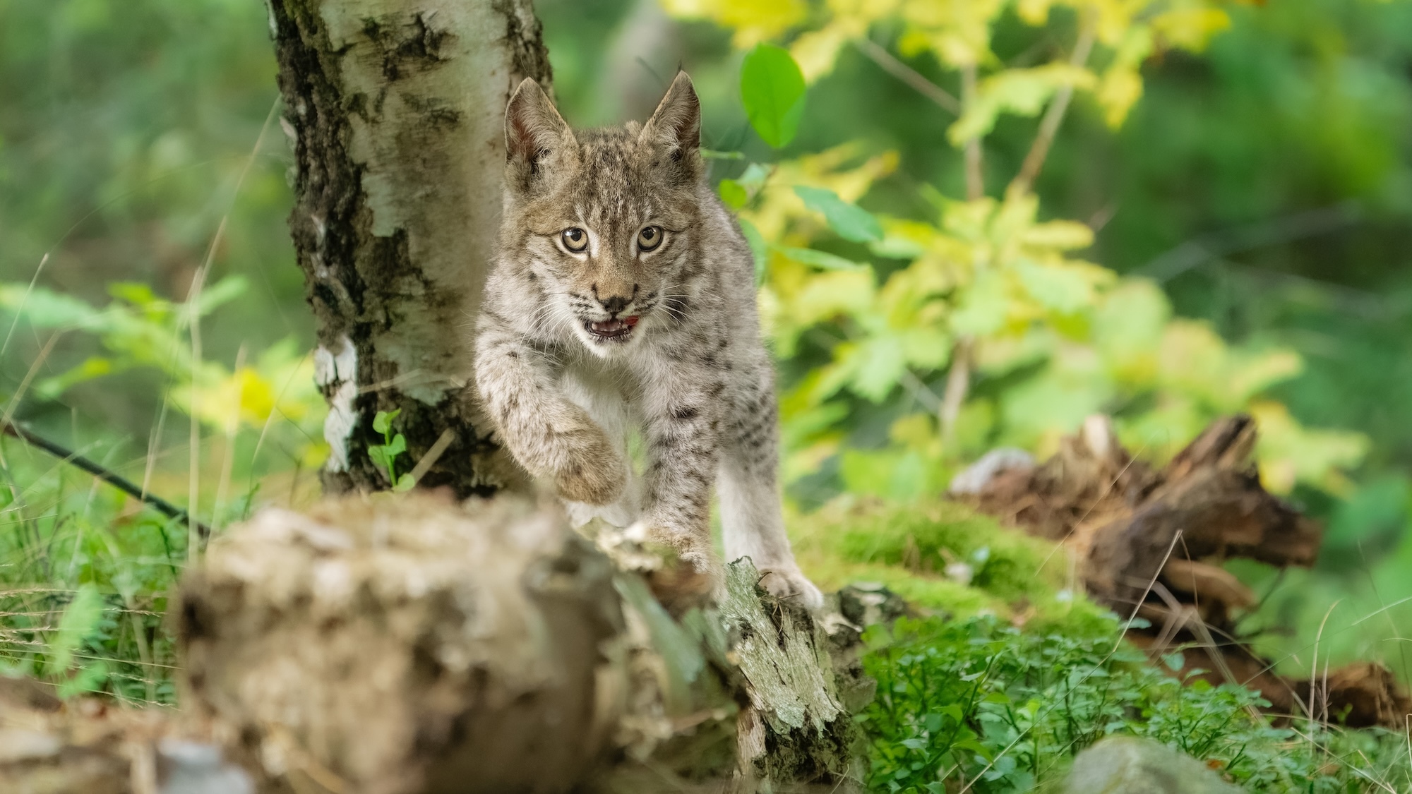 lynx-pyrenees