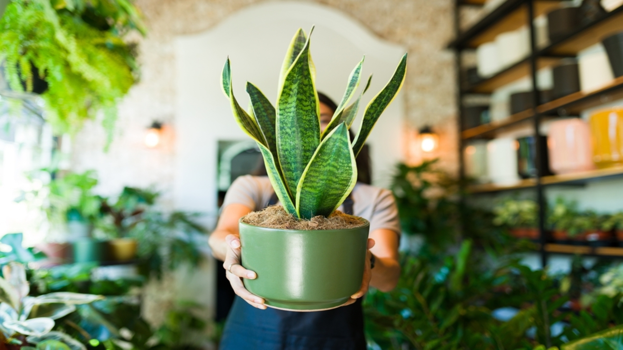 plantes-ok