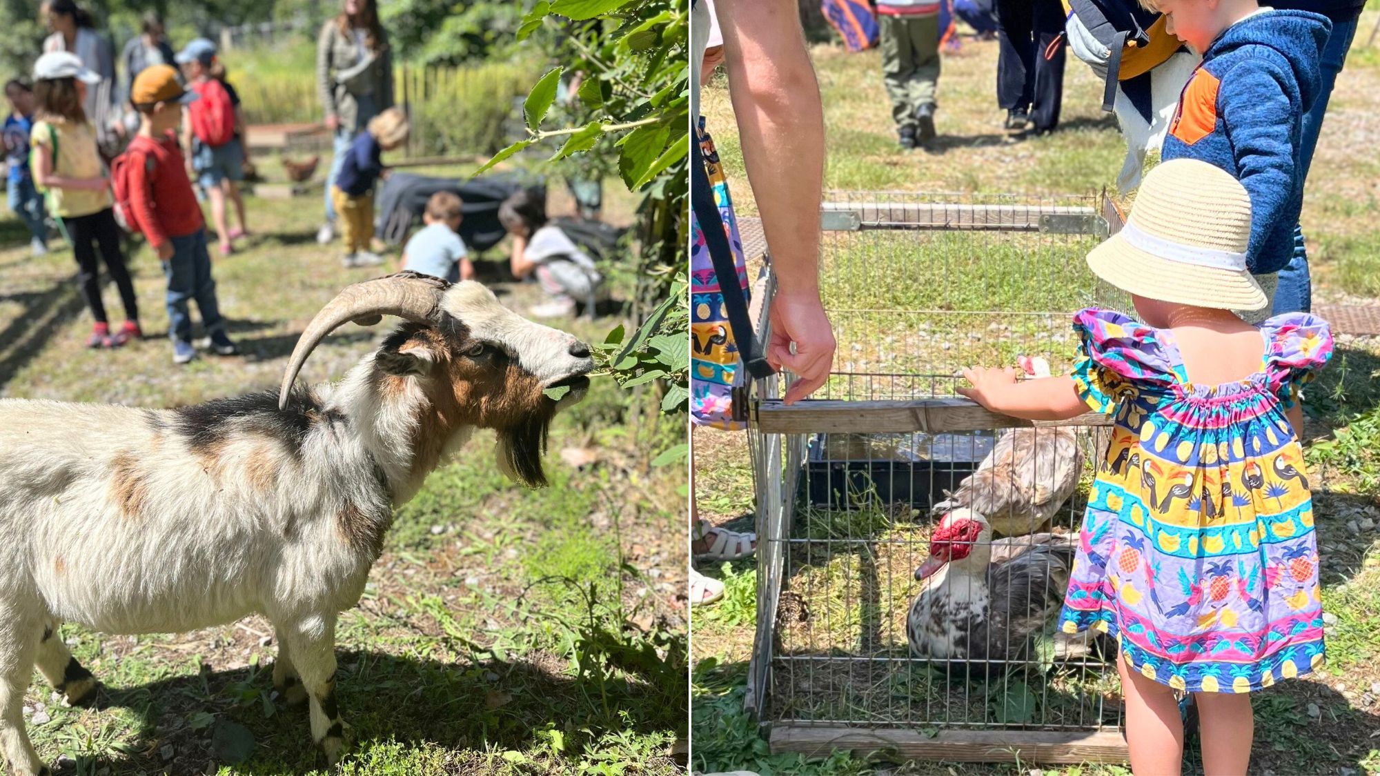 cochons-chevres-moutons-animaux-ferme-lyon