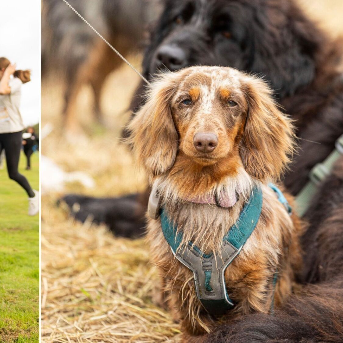 Un festival 100% dédié aux chiens débarque à Nice en octobre festival-woofest-nice-2-2000