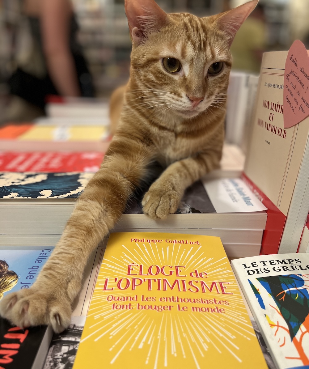 librairie-chats