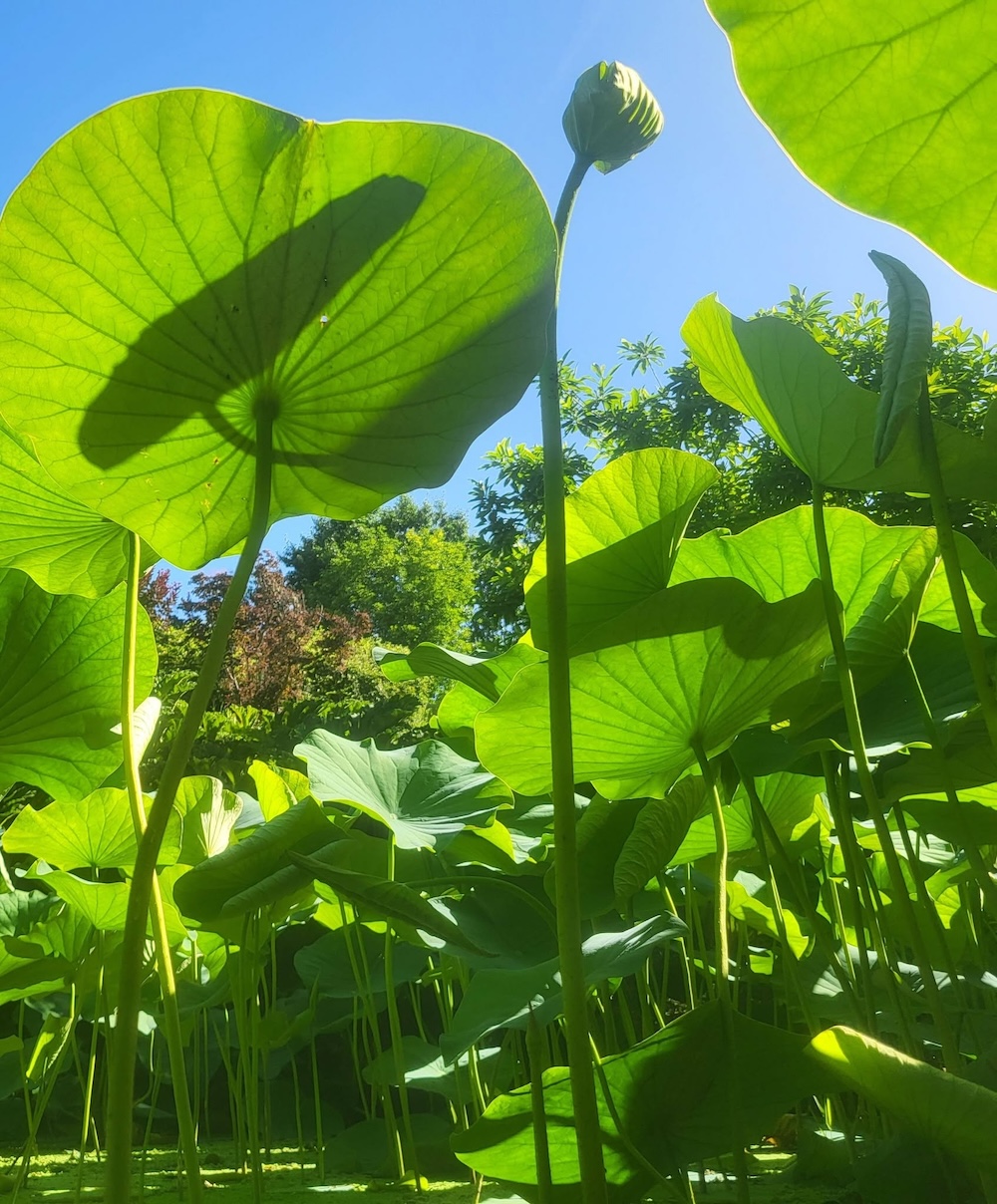 carsac-aillac-jardins