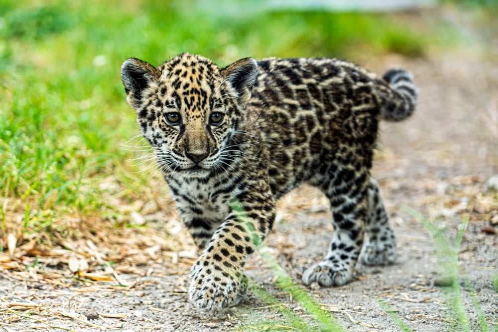 jaguar-zoo-pessac