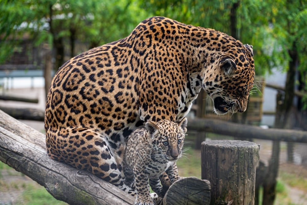 jaguar-zoo