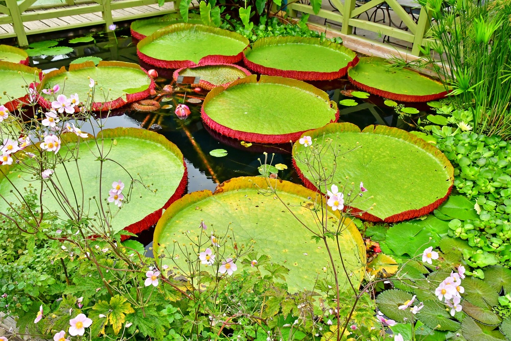 jardins-eau-carsac