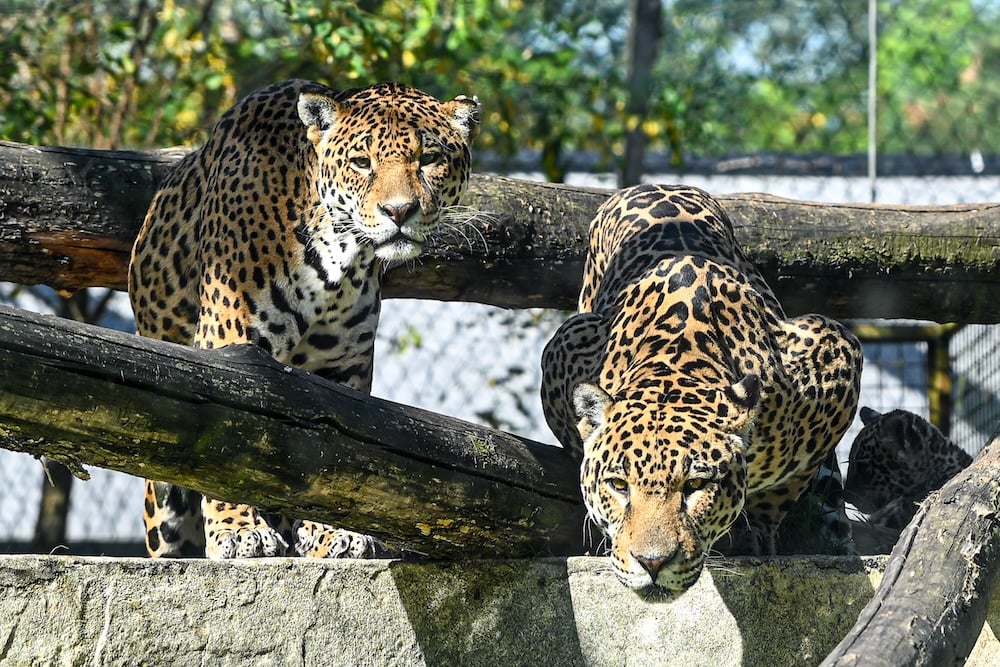 zoo-bordeaux-pessac