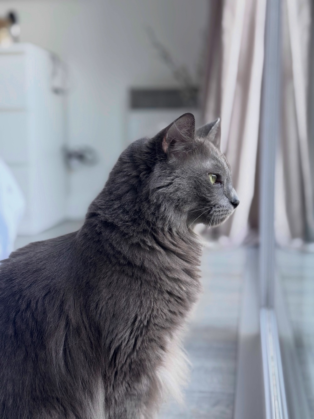 chat-perdu