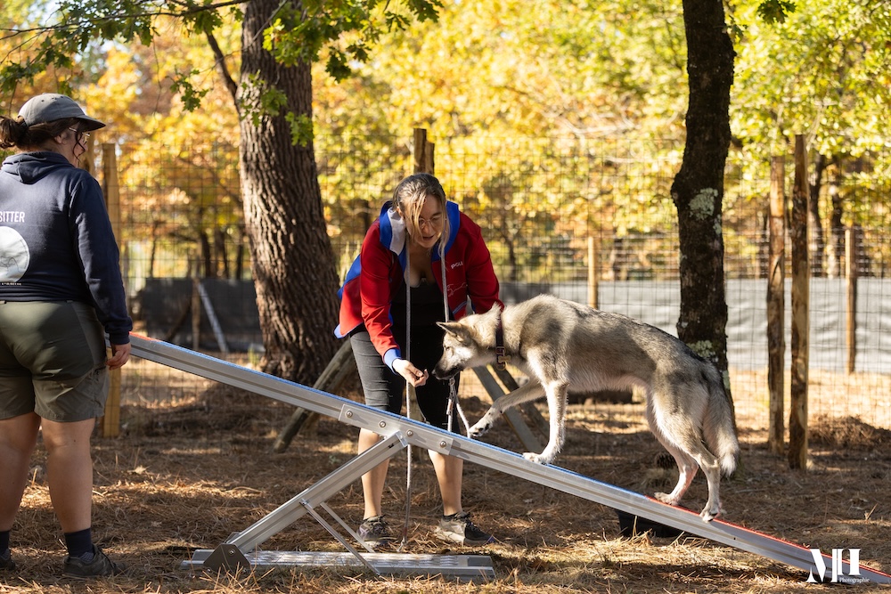 agility-chiens-bordeaux