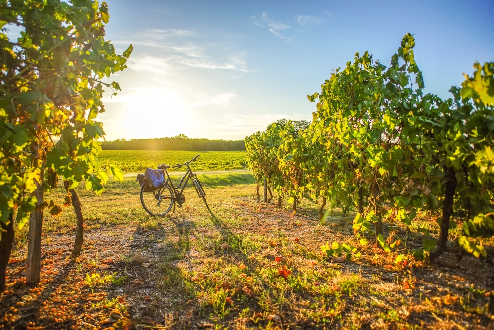vignobles-charentes