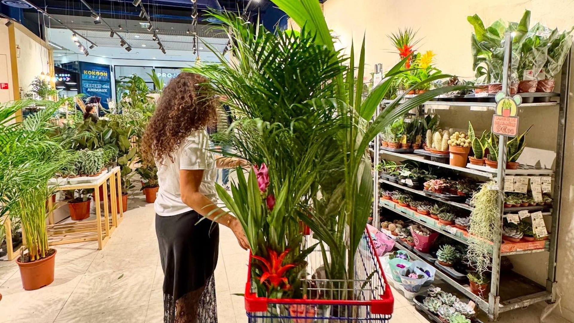 vente plante par ch&egrave;re &agrave; dijon